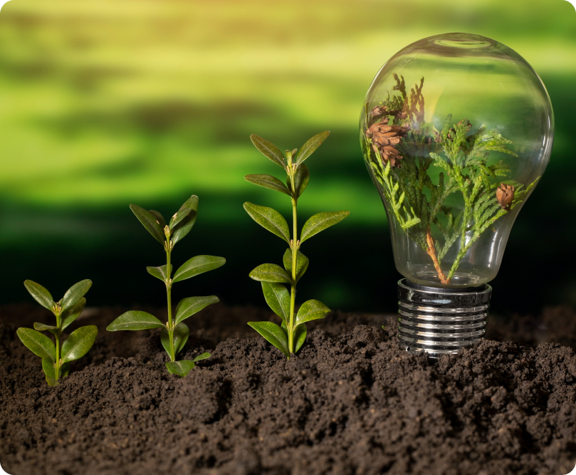 Sustainability - growing plants symbolizing our green commitment