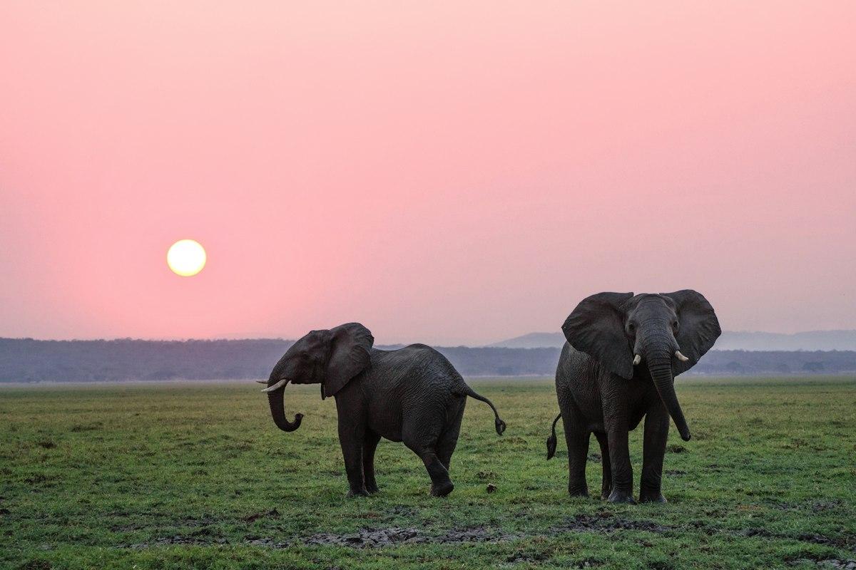 Wildlife Safari Adventure